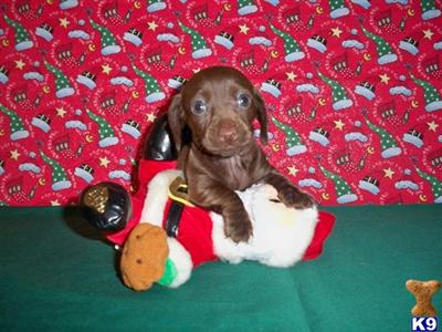 Dachshund Puppies for Sale